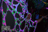 UV Happy Rave Stretch Decor – Neon Blacklight Party Webbing