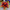 Giant LED inflatable flower decoration from Lay-z-days Event's™, fantasy forest themed LED inflatable decoration with colorful lights
